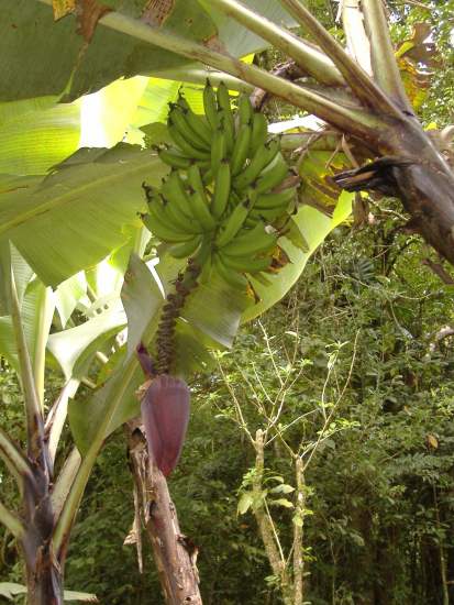 Costa Rica Bananen
