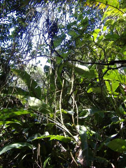 Costa Rica Regenwald Nähe Santa Elena