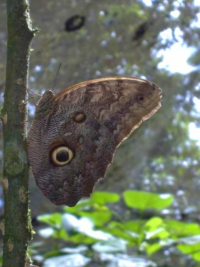 Schmetterling aus einem Schmetterlingspark in Costa Rica